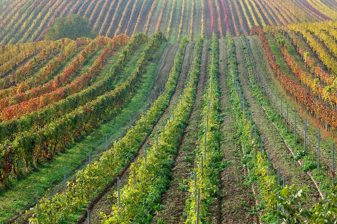 Vineyards & Wineries